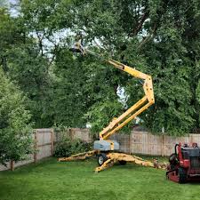 Professional  Tree Services in Parkersburg, IA